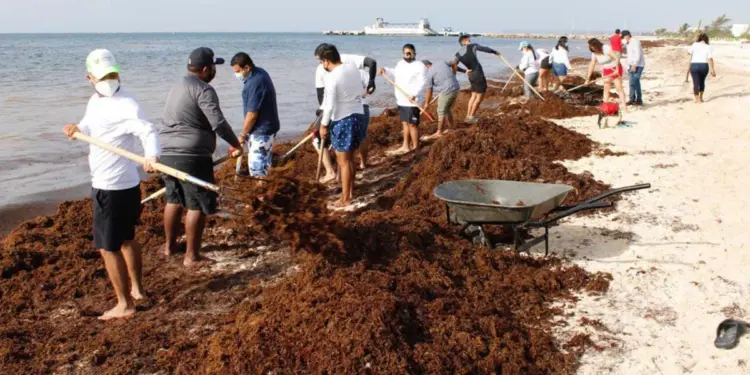 2026, el año más severo de arribazón de sargazo en el Caribe