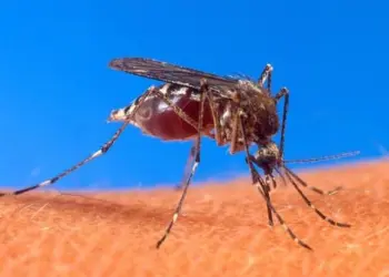 Lluvias en Quintana Roo encienden las alertas por dengue