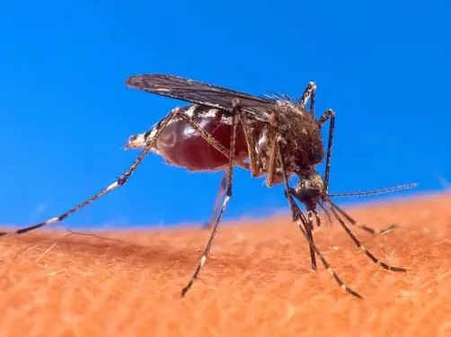 Lluvias en Quintana Roo encienden las alertas por dengue